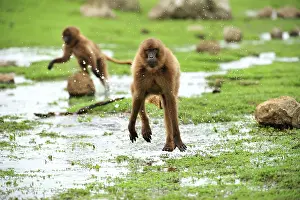 Gelada: Gelada / Gelada Baboon - running Simien Mountains