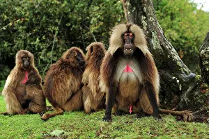 Simien: Gelada / Gelada Baboon Simien Mountains National