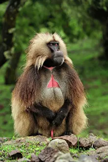 Simien: Gelada / Gelada Baboon Simien Mountains National