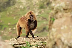 Simien: Gelada / Gelada Baboon Simien Mountains National