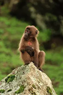Simien: Gelada / Gelada Baboon Simien Mountains National