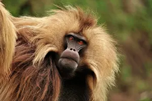 Simien: Gelada / Gelada Baboon Simien Mountains National