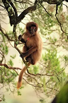 Gelada: Gelada / Gelada Baboon Simien Mountains National