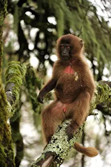 Gelada: Gelada / Gelada Baboon Simien Mountains National