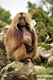 Gelada: Gelada / Gelada Baboon Simien Mountains National