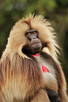 Gelada: Gelada / Gelada Baboon Simien Mountains National