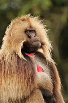 Gelada: Gelada / Gelada Baboon Simien Mountains National
