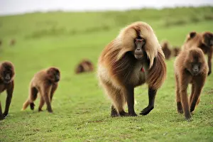 Gelada: Gelada / Gelada Baboon Simien Mountains National