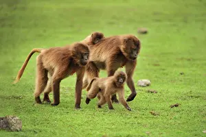 Gelada: Gelada / Gelada Baboon Simien Mountains National