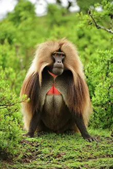 Gelada: Gelada / Gelada Baboon Simien Mountains National