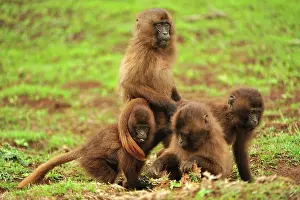 Gelada: Gelada / Gelada Baboon Simien Mountains National