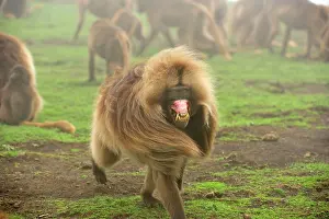 Gelada: Gelada / Gelada Baboon Simien Mountains National