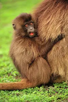 Gelada: Gelada / Gelada Baboon Simien Mountains National