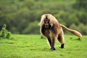 Gelada: Gelada / Gelada Baboon Simien Mountains National