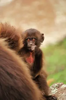 Gelada: Gelada / Gelada Baboon Simien Mountains National