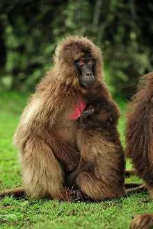Simien: Gelada / Gelada Baboon - suckling Simien Mountains