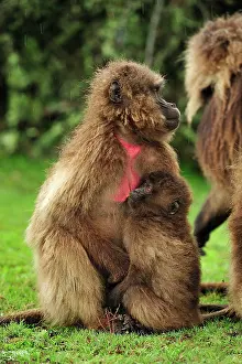 Simien: Gelada / Gelada Baboon - suckling Simien Mountains