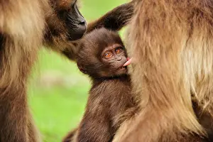 Gelada: Gelada / Gelada Baboon - suckling Simien Mountains