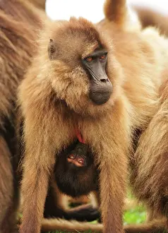 Gelada: Gelada / Gelada Baboon - suckling Simien Mountains
