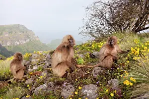 Cercopithecinae: Gelada, Gelada Baboon (Theropithecus gelada)