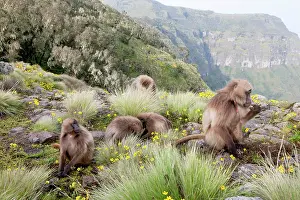 Cercopithecinae: Gelada, Gelada Baboon (Theropithecus gelada)