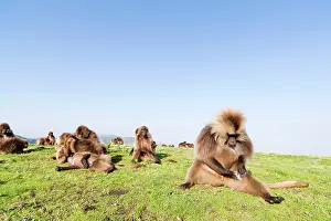 Cercopithecinae: Gelada, Gelada Baboon (Theropithecus gelada)