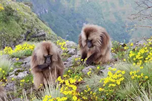Cercopithecinae: Gelada, Gelada Baboon (Theropithecus gelada)
