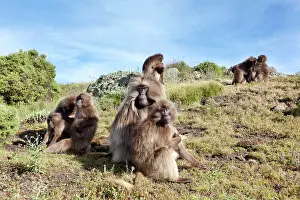 Cercopithecinae: Gelada, Gelada Baboon (Theropithecus gelada)