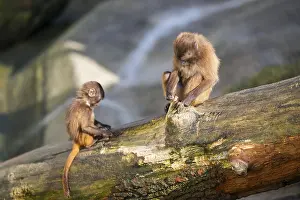 Trunks: Gelada (Theropithecus gelada) mother with her youngster sitting on a tree trunk