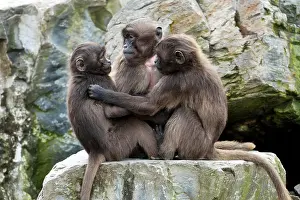 Grip: Geladas (Theropithecus gelada), young animals, Zoo