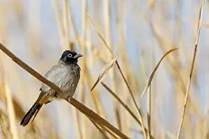 Reeds: GelbsteiBbulbul