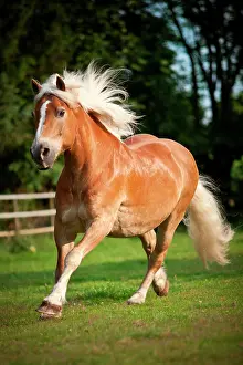 Blaze: Gelding, Haflinger or Avelignese with a blaze, galloping