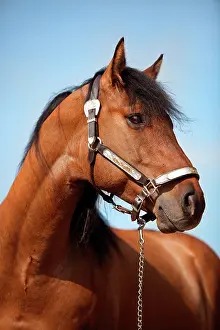 Buckskin: Gelding, Solid Paint Horse, Solid Buckskin, wearing