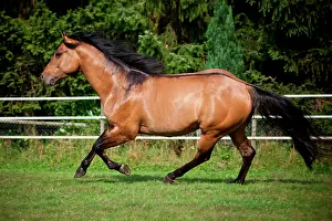 Buckskin: Gelding, Solid Paint Horse, Solid Buckskin, galloping