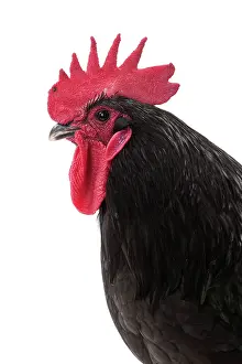 Touraine: Geline de Touraine Chicken Cockerel / Rooster