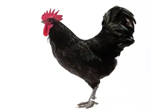 Touraine: Geline de Touraine Chicken Cockerel / Rooster