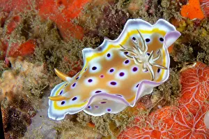 Gill: Gem Sea Slug nudibranch