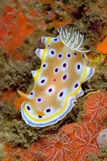 Gill: Gem Sea Slug nudibranch