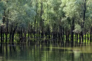 Flooding: The Gemenc Forest in the Danube-Drava National