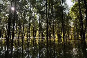 Flooding: The Gemenc Forest in the Danube-Drava National