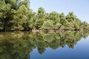 Danube: The Gemenc Forest in the Danube-Drava National