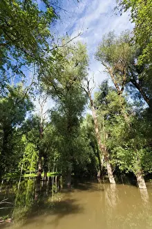 Danube: The Gemenc Forest in the Danube-Drava National