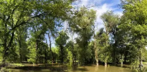Danube: The Gemenc Forest in the Danube-Drava National