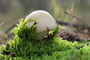Amanita: Gemmed Amanita