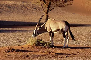 Gemsboks: GEMSBOCK - side view, eating