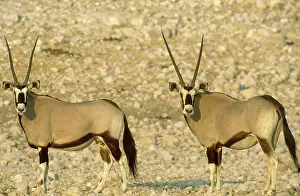 Gemsboks: Gemsbok
