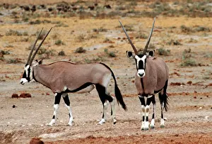 Gemsboks: Gemsbok