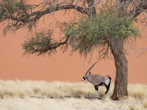 Namibrand: Gemsbok