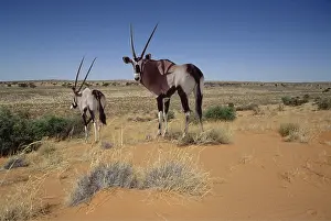 Survival: Gemsbok