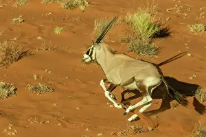 Oryx: GEMSBOK